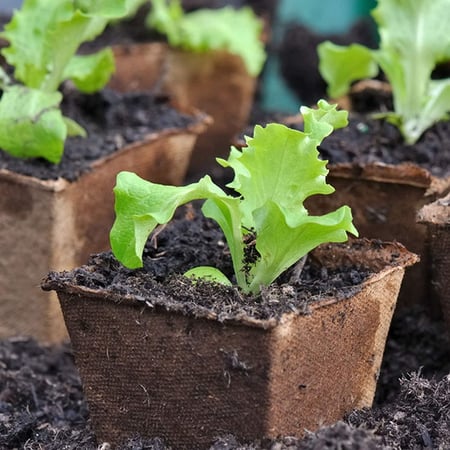 Seed Starter Kit 120 Pcs Peat Pots 3 Inch Biodegradable Pots for Seedlings