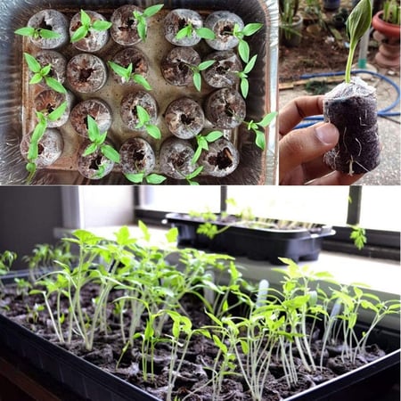 20pcs Plant Starter Pellets Seed Pellets Growing Seedling Soil Block Seed Fertilizer Nutrient Block for Home Outdoor Garden Planting