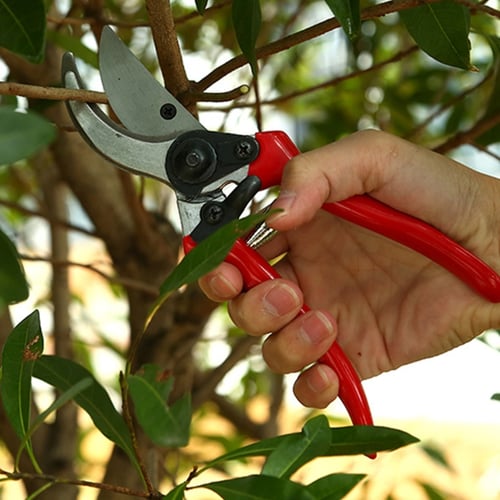 Pruning Shears Garden Branch cutter Flower Trimmer Tree pruner Stainless Steel 