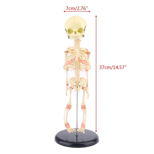 1:1 Human Fetal Baby Infant Medical Skull Anatomical Skeleton Model Teaching Supplies for Medical Science,Medical Models Educational Model Skull Model 