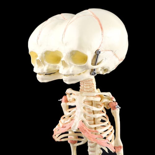 1:1 Scale Human Head Skull Safety PVC Anatomy Medical Skeleton Model Lab Toy 