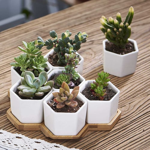 Small Cute Ceramic Set of 6 Succulent Planters with Bamboo Tray 2.75 Inch 