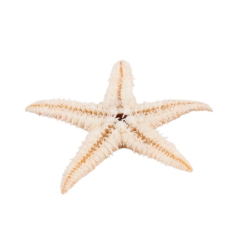 Small Starfish Star Sea Shell Beach Craft 0.4 inch-1.2 inch 90 Pcs U1D7 
