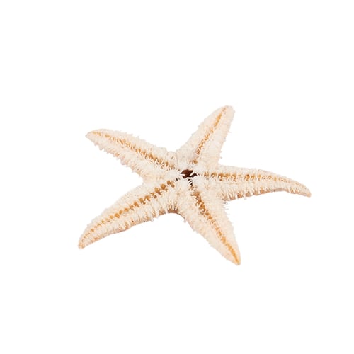 Small Starfish Star Sea Shell Beach Craft 0.4 inch-1.2 inch 90 Pcs M5S8 