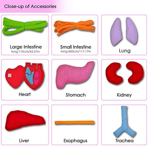 Anatomy Apron Human Body Organs Awareness Educational Toy Insights Kid B9R6 