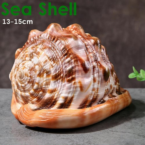 Natural Bull's mouth Helmet Conch Shell Coral Sea Snail Fish Tank Adorn Ornament 