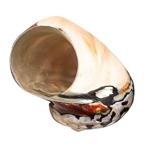 Natural African Turban Shell Conch Coral Sea Snail Home Garnish Fish Tank Adorn 