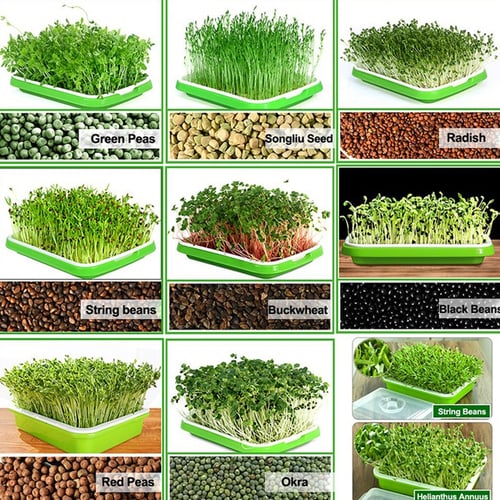 Wheatgrass Grower Seed Sprouter Soilless Culture Beans Nursery Tray w/Cover 