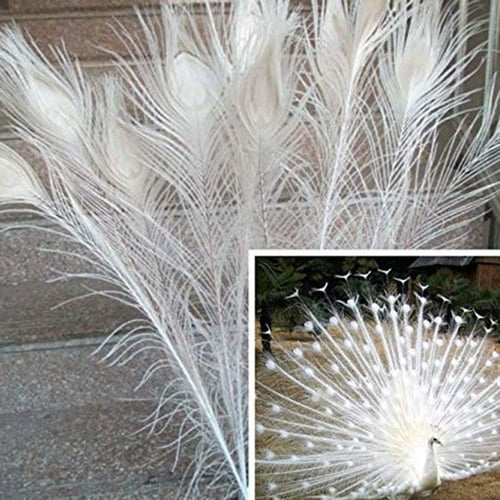 50 Pcs Beautiful Real Natural Peacock Eye Feathers 10-12' For Wedding Decoration 