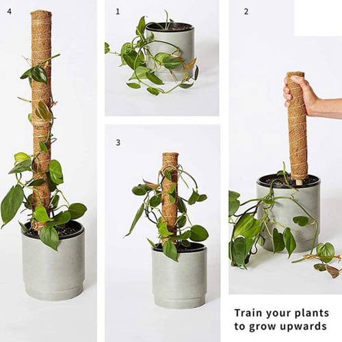 pcs Extension Climbing Indoor Plants Creepers Plant Support Climbing Pole Coir Moss Stick Household Garden Gadget Buy pcs Extension Climbing Indoor Plants Creepers Plant Support Climbing Pole Coir Moss Stick Household - Money Plant Support Ideas