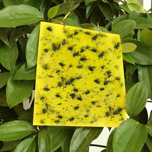 20Pcs Sticky Fly Trap Paper Yellow Traps Fruit Flies Insect Glue Catcher Stick 