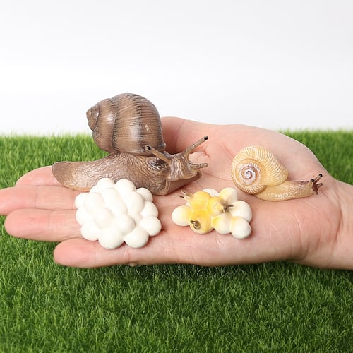 Realistic Plastic Snail Growth Cycle Life Cycle Snail Model Biology Toys 