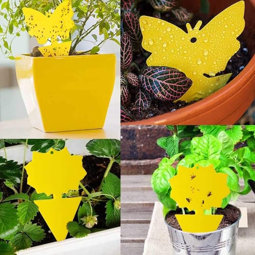 20pcs Sticky Trap Fruit Fly Gnat Trap Yellow Sticky Bug Trap For Indoor Outdoor 