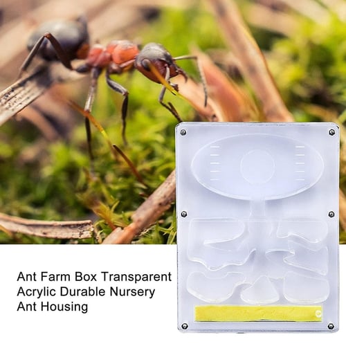 Ant Farm with Feeding Area Ants Nest Educational Ant Formicarium Acrylic 