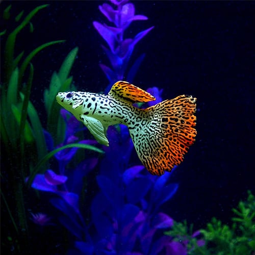Plastic Swimming Faux Fake Gold Fish Aquarium  Decoration Fish Tank Decor Orname 