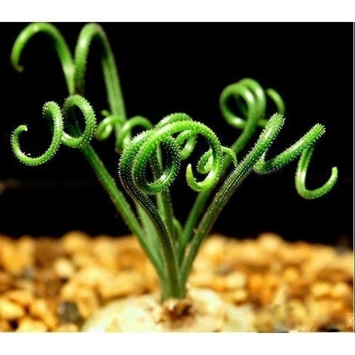 100Xlatifolia spring grass seed albuca namaquensis chinese ornamental bonsai ER 