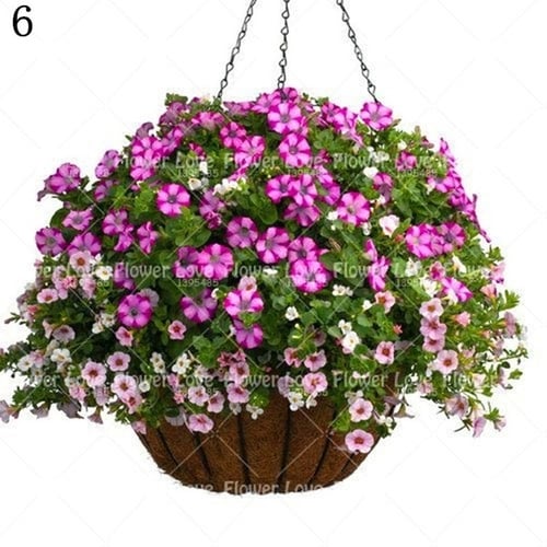 200PCS Petunia Seeds Pink Garden Home Bonsai Balcony Flower Hybrida Planting Hot 