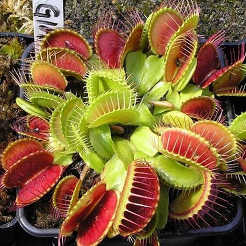 100Pcs Catchfly Insectivorous Plant Potted Plant Seeds Garden Venus Fly Trap