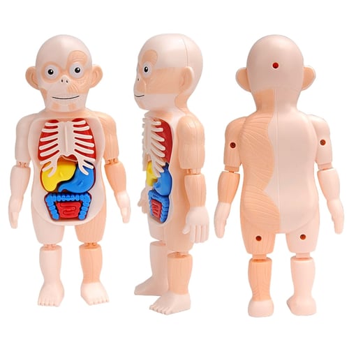 3D Puzzle toys Detachable Organ anatomy science and education model Human organs 