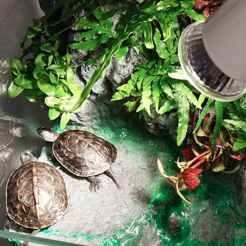 Tortoise bulb cheap