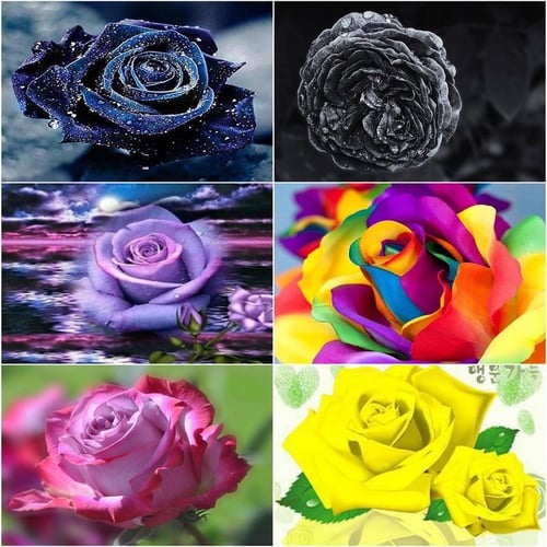 Cheap Diamond Art Kits Black Red Rose Diamond Painting Embroidery Sale  Flower Pictures Of Rhinestones Mosaic Decor For Home