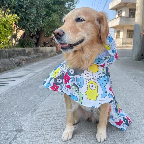 large labrador teddy