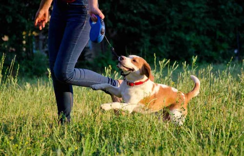 Kazaproduct Retractable Dog Leash With Safety Ribbon image 3 - Zood