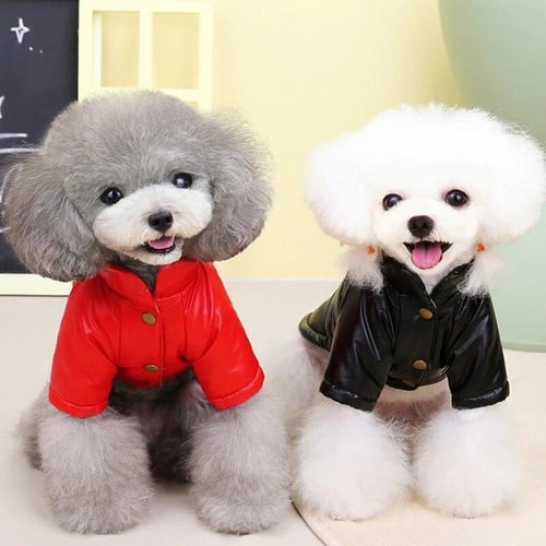 Chihuahua puppy accessories store