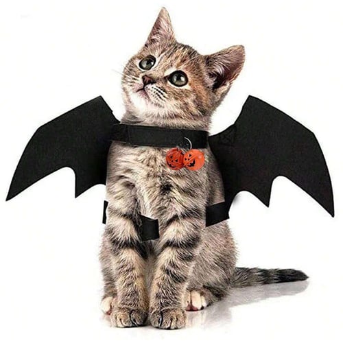 Cat bat sale wings