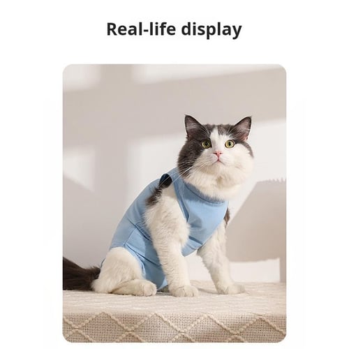 Female cat accessories clearance