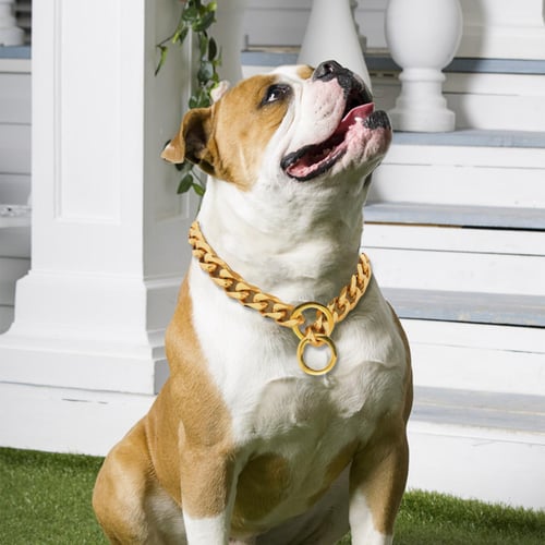 Pitbull dog collar chain sales