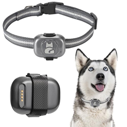 Free outlet dog tracker