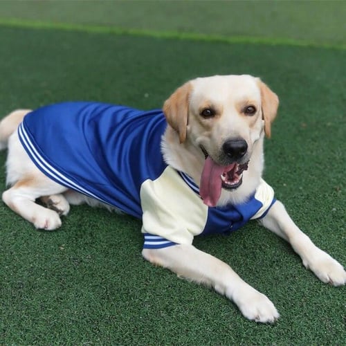 Labrador clothes hot sale