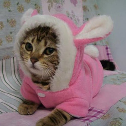 Cute kitten clothes shop