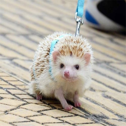 Hedgehog leash outlet