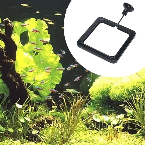 Feeding aquarium plants online