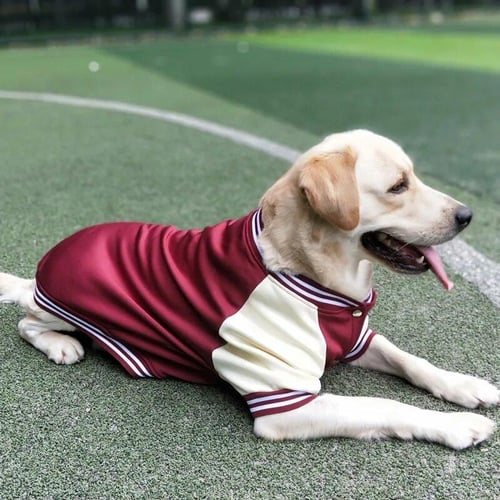 Labrador in clothes top