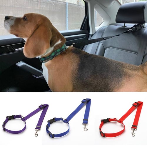 Seat belt lead for dogs online