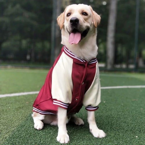 Labrador puppy clothes discount