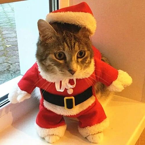 Kitten costumes for cats clearance