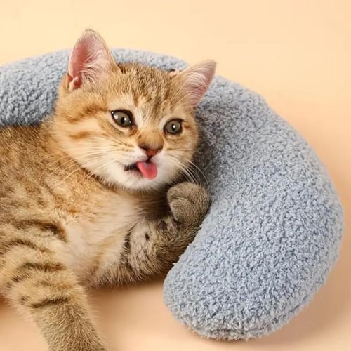 Kitten supplies and accessories top