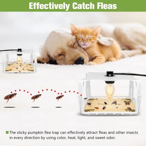 Indoor Flea Trap Kid friendly Multipurpose Harmless Useful Indoor