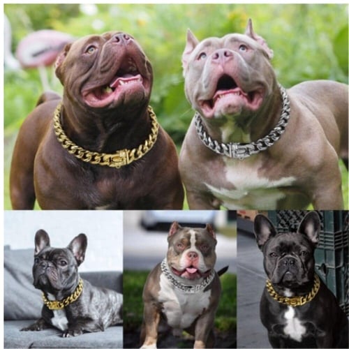 American bully dog chain best sale