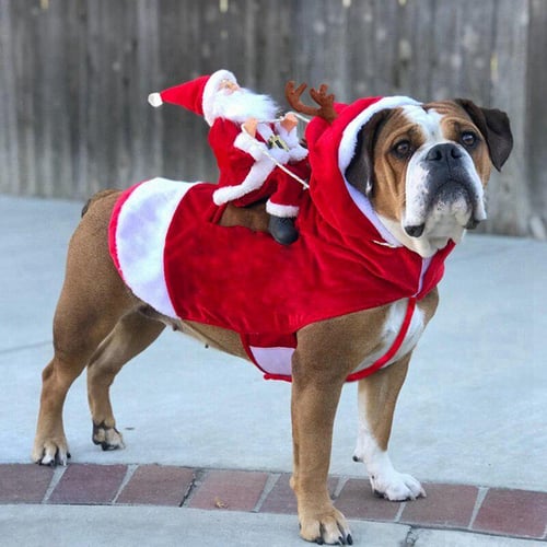 Dog Halloween costumes for small and large dogs