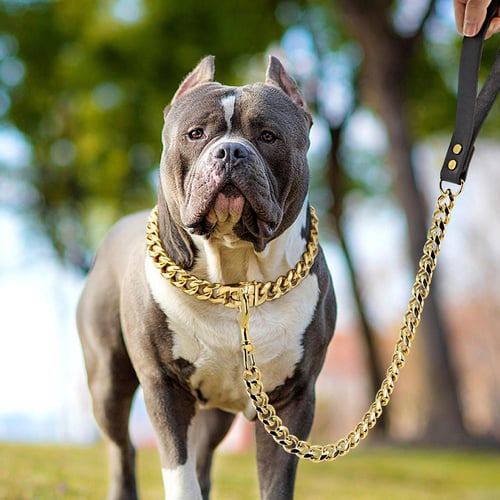 Gold chain for bulldog best sale