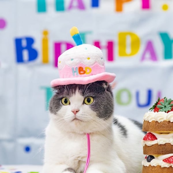 Plush Stylish Pet Birthday Hat Cartoon Cake Shape Dog Cat Birthday Headgear  - buy Plush Stylish Pet Birthday Hat Cartoon Cake Shape Dog Cat Birthday  Headgear: prices, reviews | Zoodmall